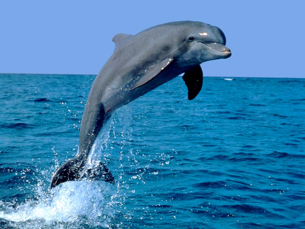 delfin1.jpg, 139kB