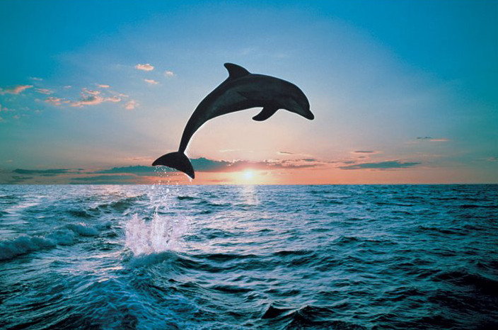 leap-of-freedom-delfin-i2801.jpg, 139kB