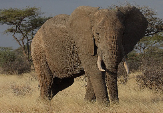 slon-africky.jpg, 147kB